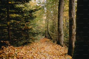 地面にたくさんの葉がある森の真ん中の小道