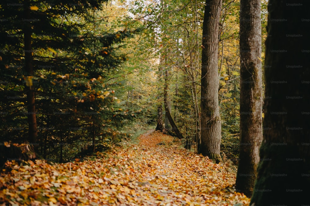 Un chemin au milieu d’une forêt avec beaucoup de feuilles au sol