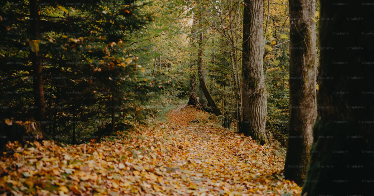 Sol Chemin Un chemin au milieu d’une forêt avec beaucoup de feuilles au sol photo ...
