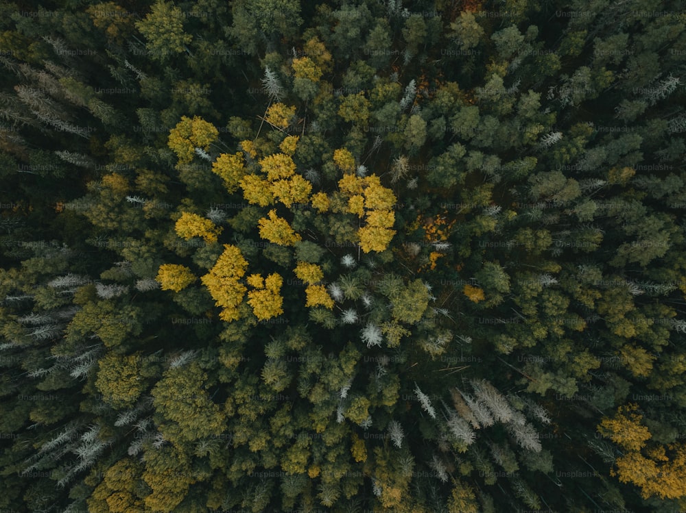 a view from above of a group of trees