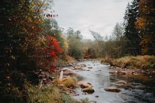 a river running through a lush green forest