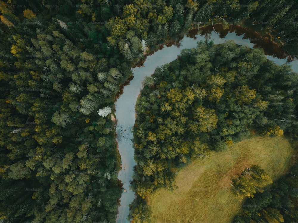 a river running through a lush green forest