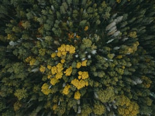 Una vista aérea de un bosque con árboles amarillos y verdes