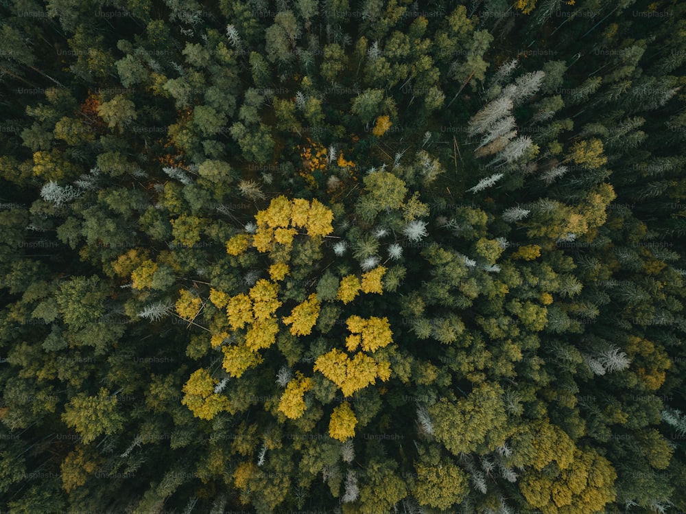une vue aérienne d’une forêt avec des arbres jaunes et verts