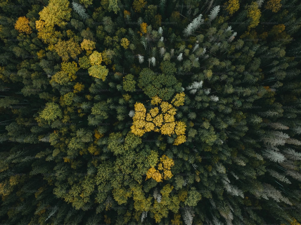 an aerial view of a forest with lots of trees