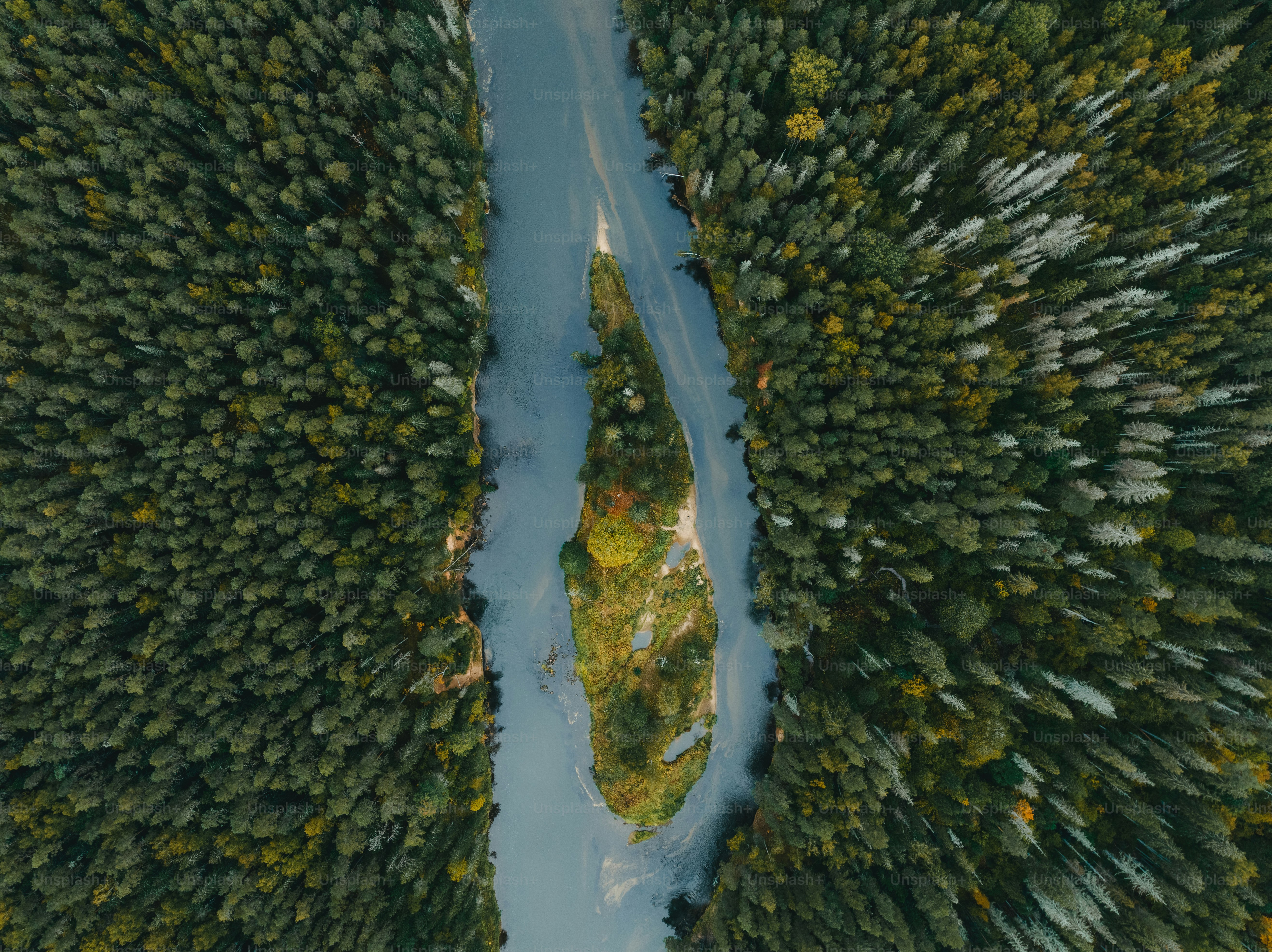 An aerial view of a river running through a forest photo – Coast Image ...