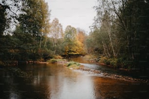 a river running through a forest filled with lots of trees