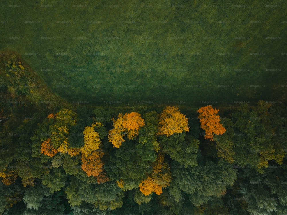 a group of trees with yellow and green leaves