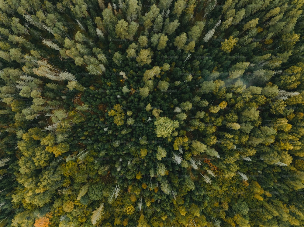 an aerial view of a forest with lots of trees