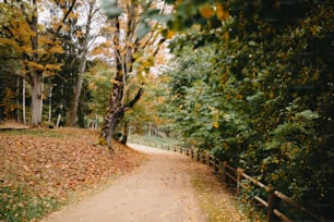 Un camino en un parque con muchas hojas en el suelo