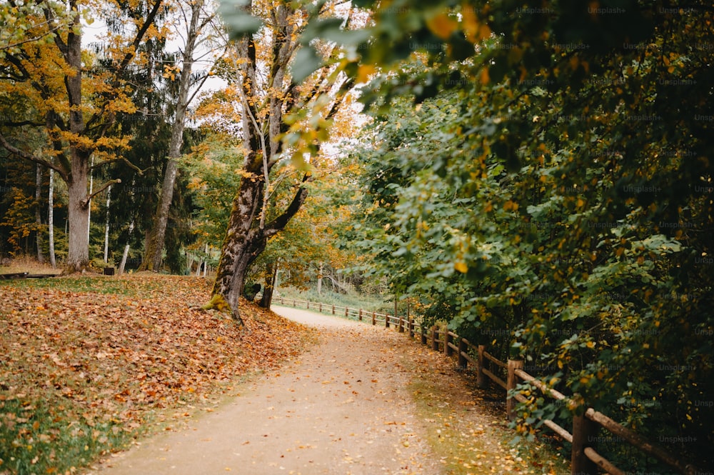 Un chemin dans un parc avec beaucoup de feuilles au sol