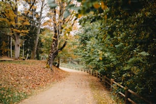 a path in a park with lots of leaves on the ground