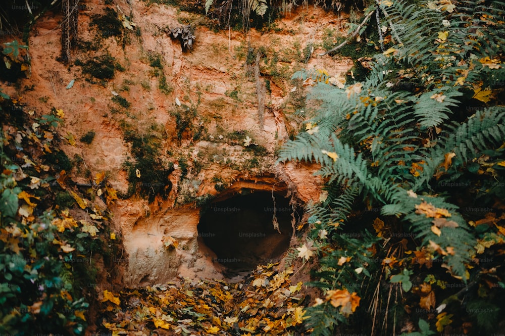 uma caverna no lado de uma montanha cercada por folhas