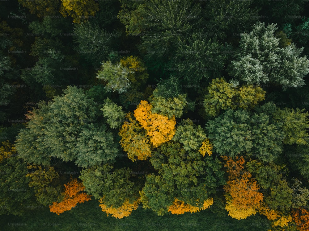 a group of trees with yellow and green leaves
