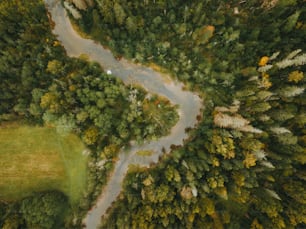 a winding road in the middle of a forest