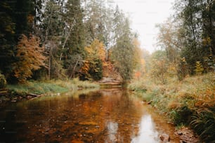 Ein Bach, der durch einen Wald mit vielen Bäumen fließt