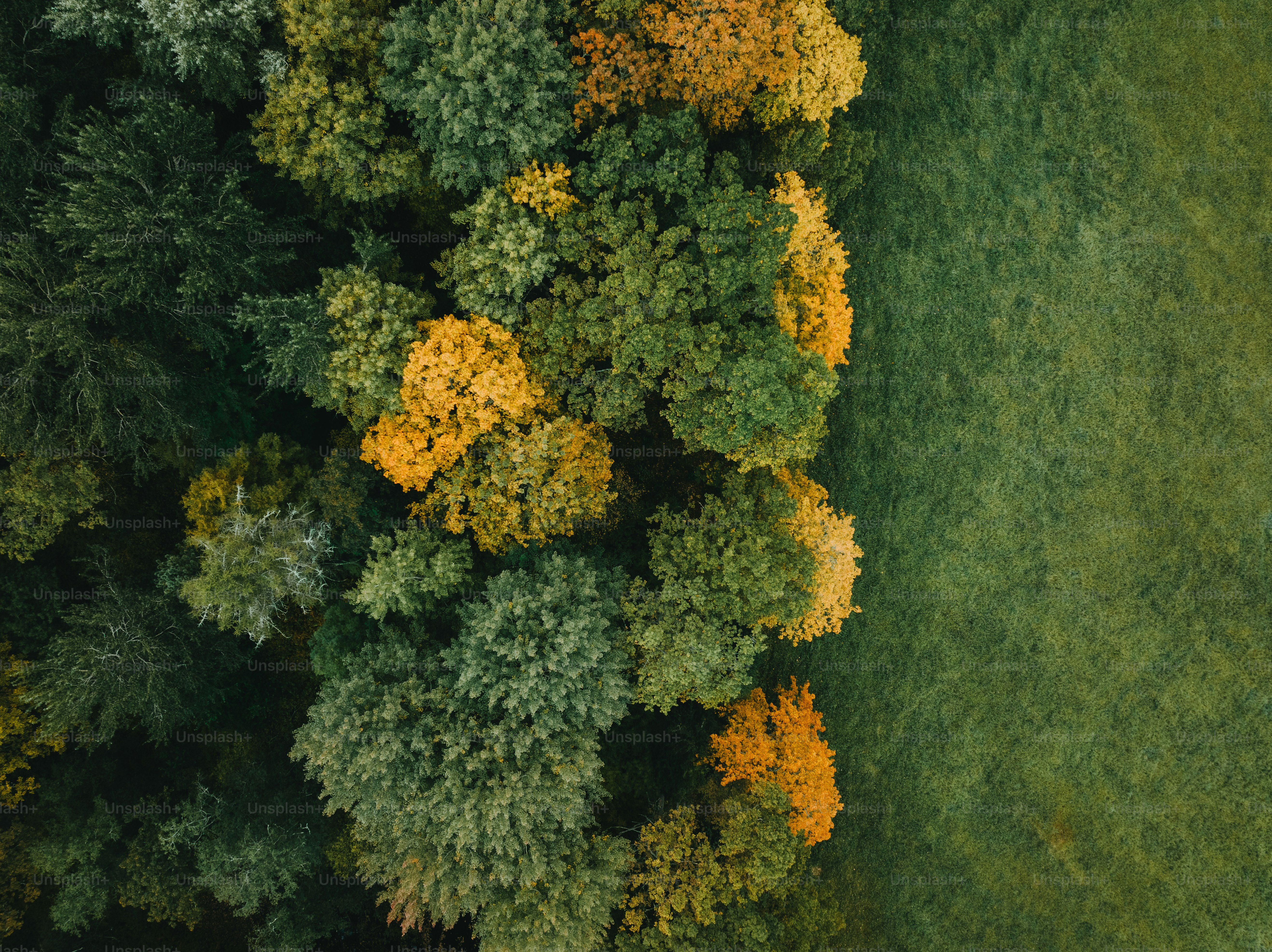 an aerial view of a lush green forest