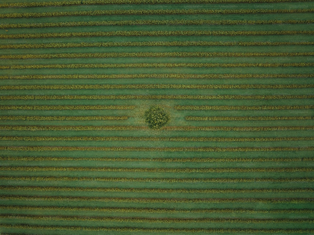 Un primer plano de una superficie verde con una pequeña flor