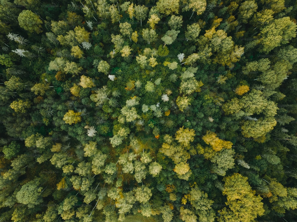 an aerial view of a forest with lots of trees