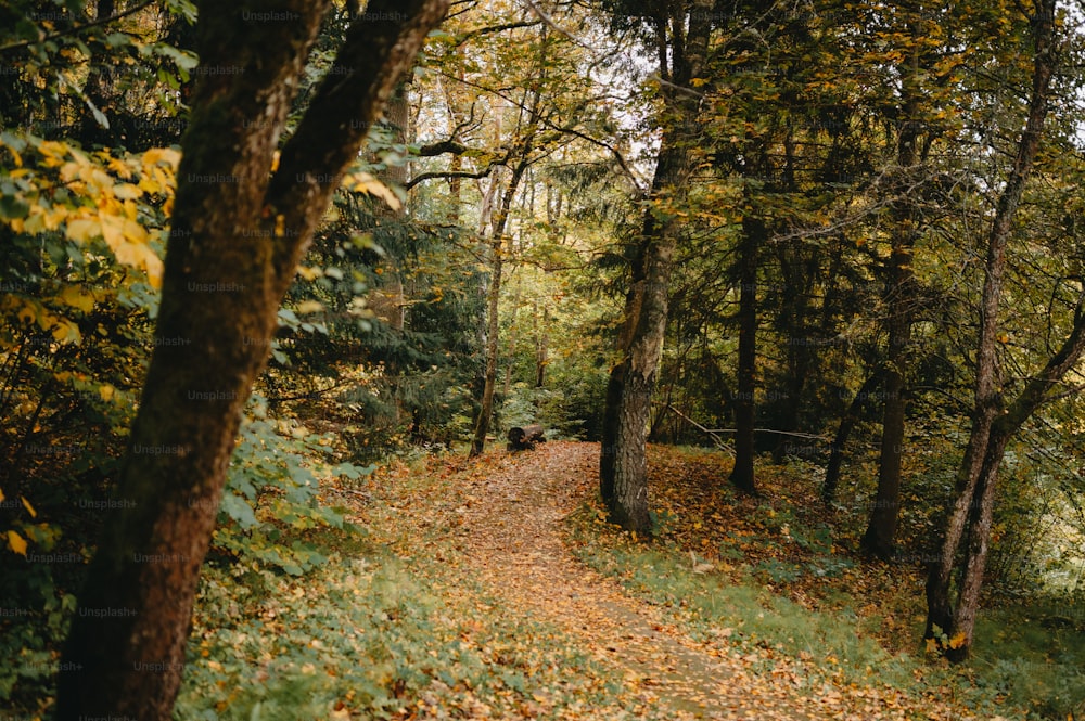 地面にたくさんの葉が�ある森の中の小道