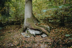 a tree with a very large root in the middle of a forest