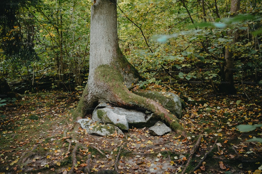 a tree with a very large root in the middle of a forest