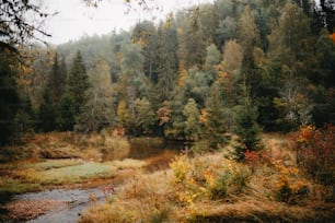 Un río que atraviesa un bosque lleno de muchos árboles