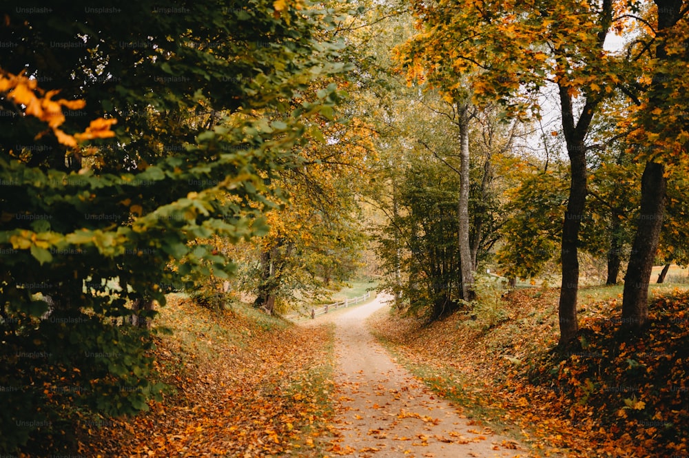 una strada sterrata circondata da alberi e foglie