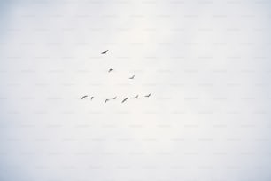 a flock of birds flying through a cloudy sky