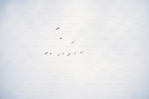 Une volée d’oiseaux volant dans un ciel nuageux