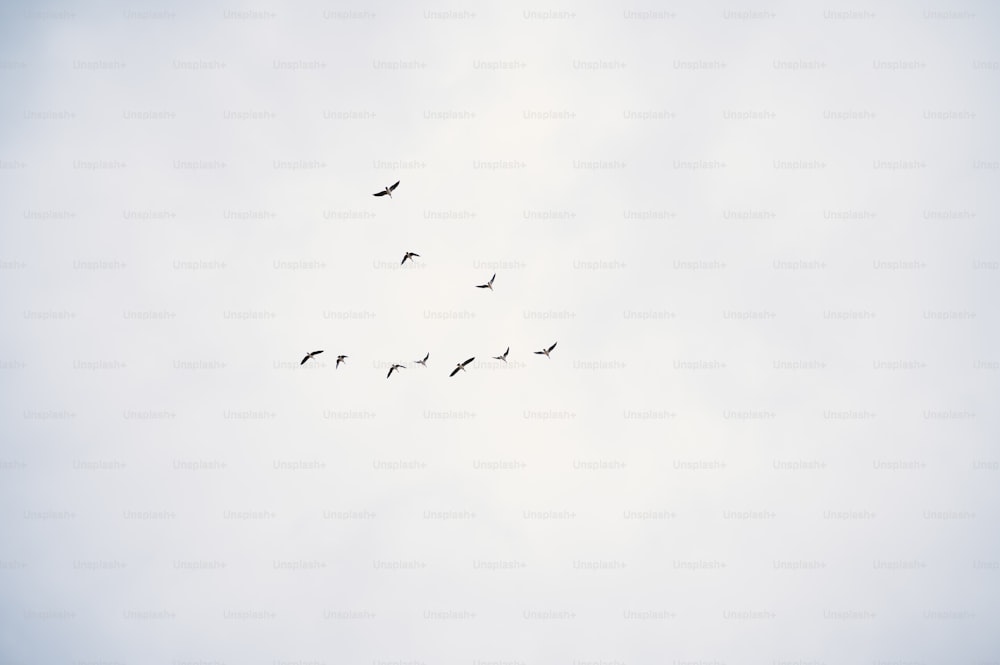 Una bandada de pájaros volando a través de un cielo nublado