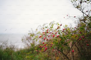 ein Busch mit roten Beeren, die darauf wachsen