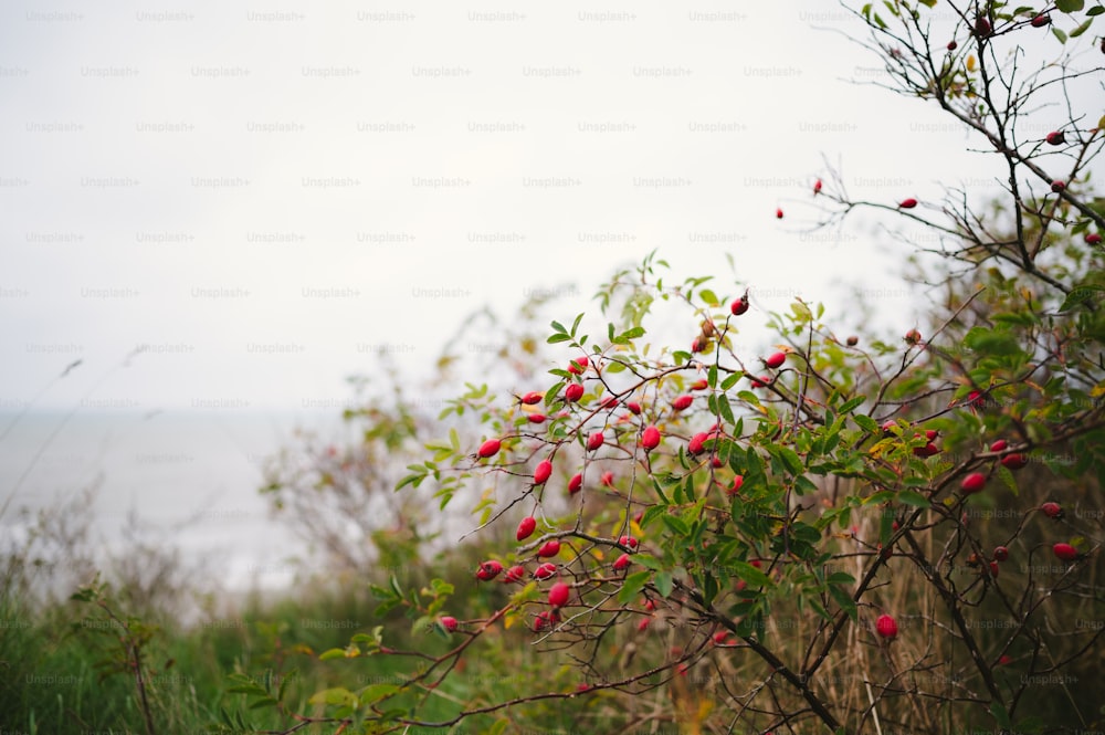 a bush with red berries growing on it