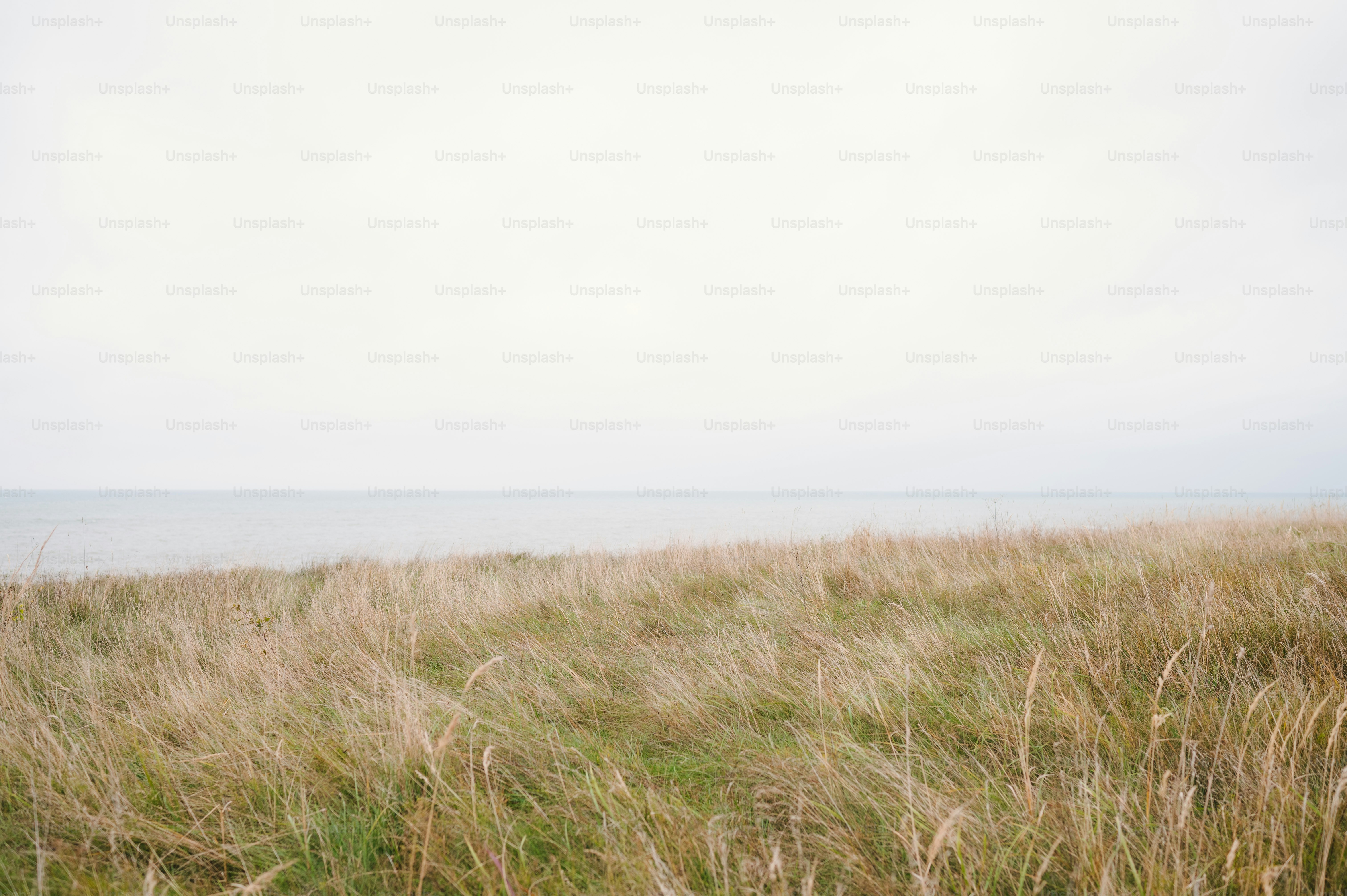 a grassy field with a body of water in the background