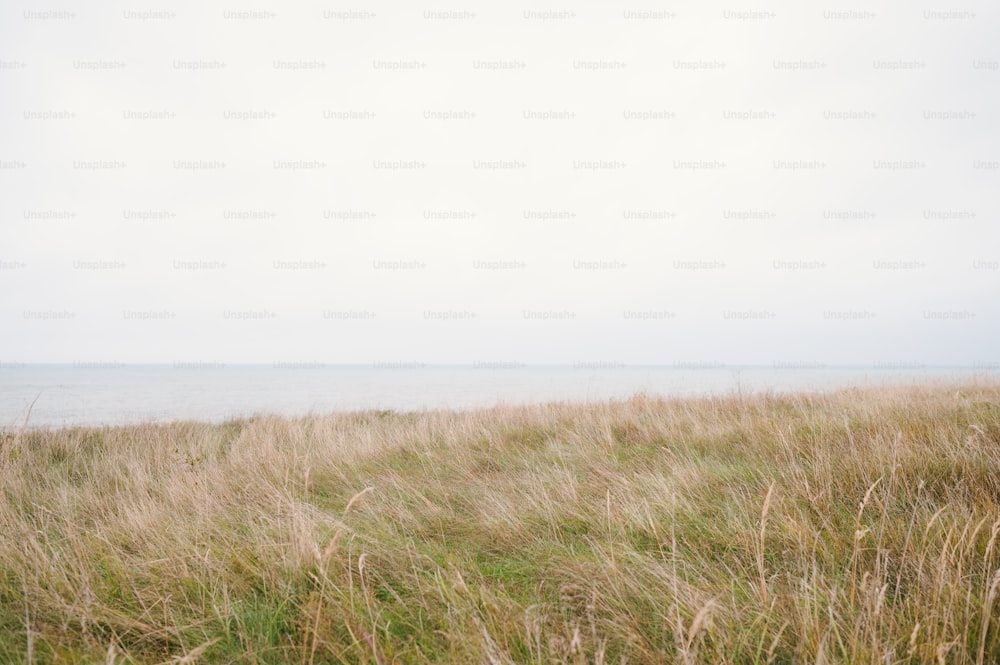 a grassy field with a body of water in the background