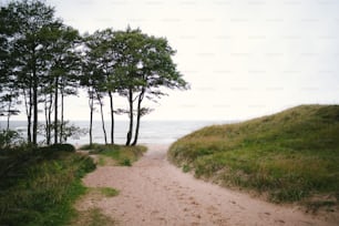Un sentiero sterrato che porta all'oceano con alberi su entrambi i lati