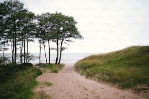 a dirt path leading to the ocean with trees on either side