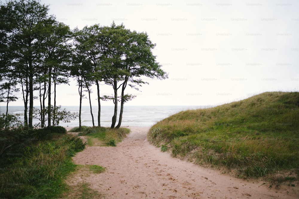 a dirt path leading to the ocean with trees on either side