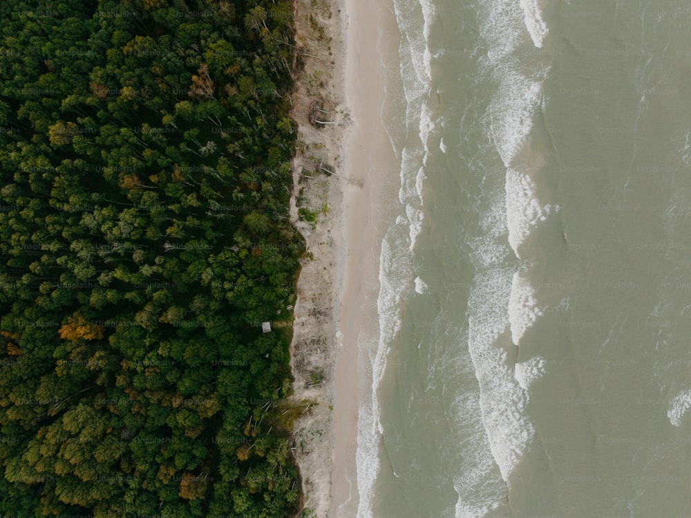 Una vista aérea de una playa y árboles