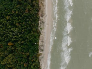 an aerial view of a beach and trees