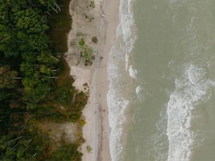 une vue plongeante sur une plage et des arbres