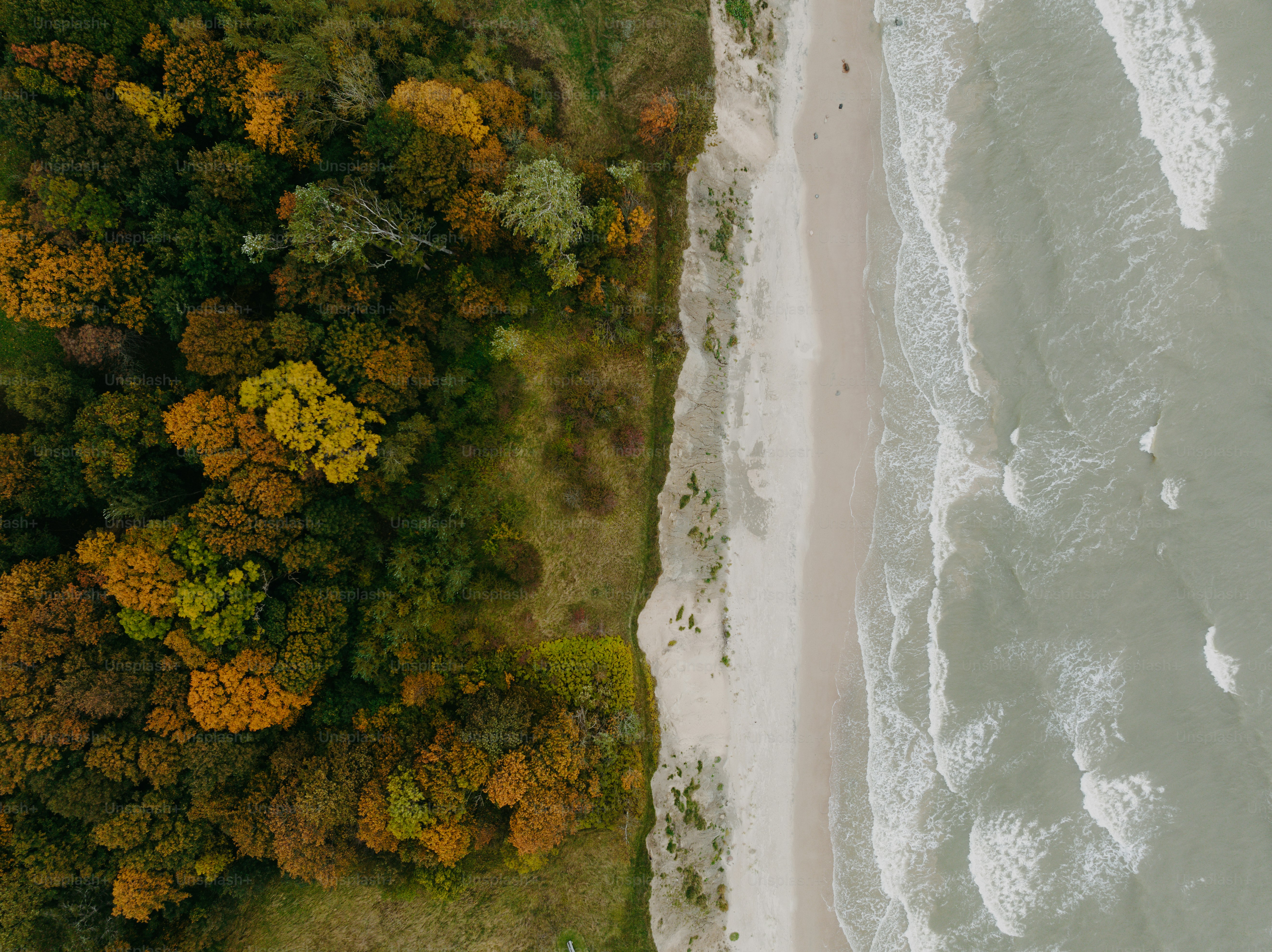 An aerial view of a beach and trees photo – Trees Image on Unsplash