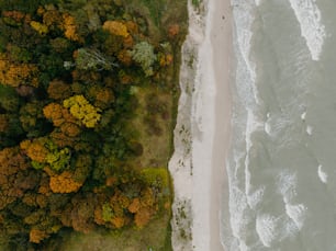 an aerial view of a beach and trees