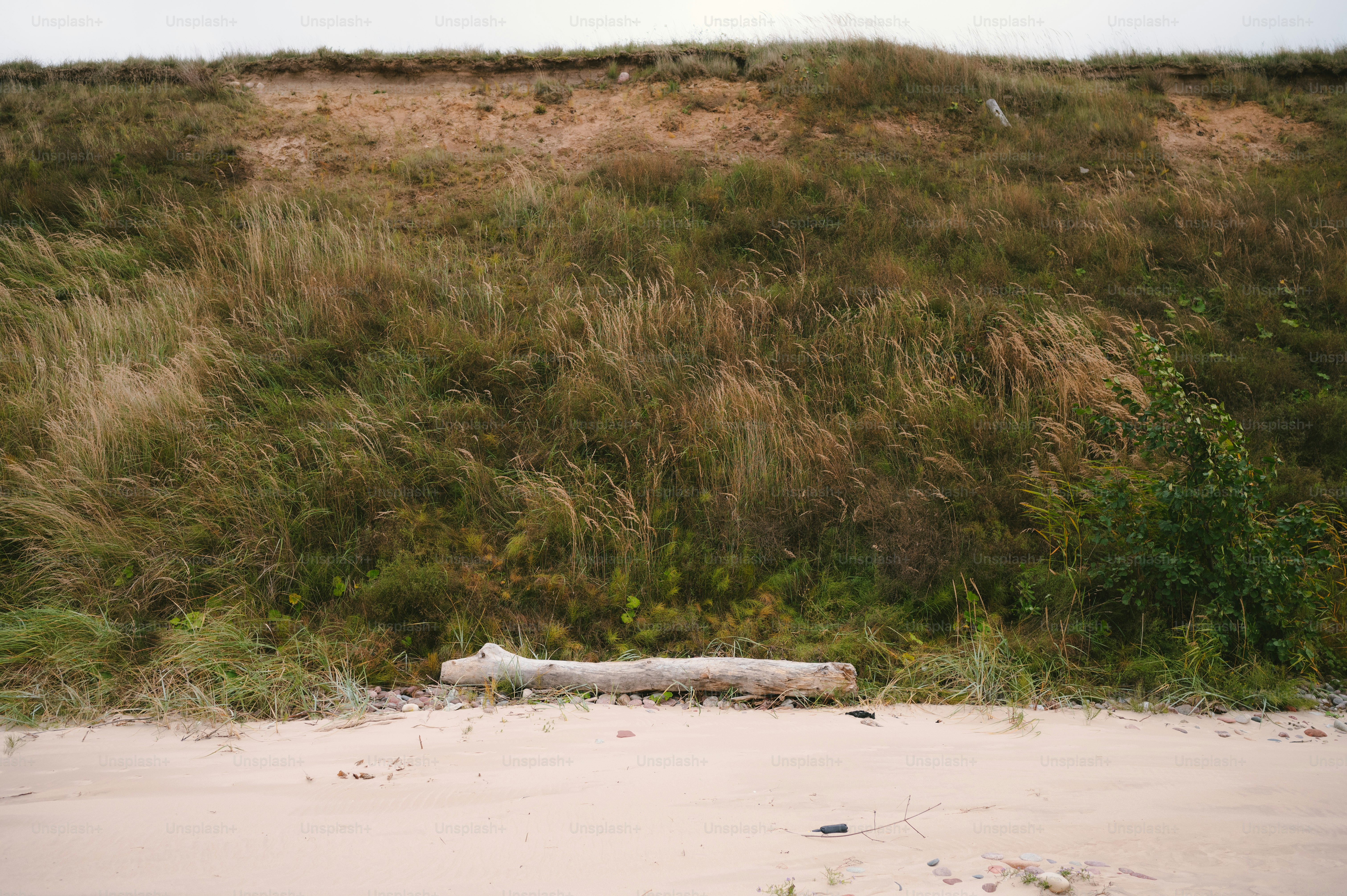a large log sitting on top of a sandy beach