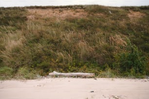 un grande tronco seduto sulla cima di una spiaggia sabbiosa