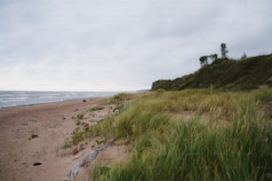 草が生える砂浜