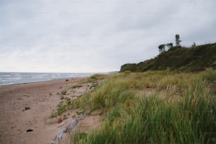 a sandy beach with grass growing on top of it