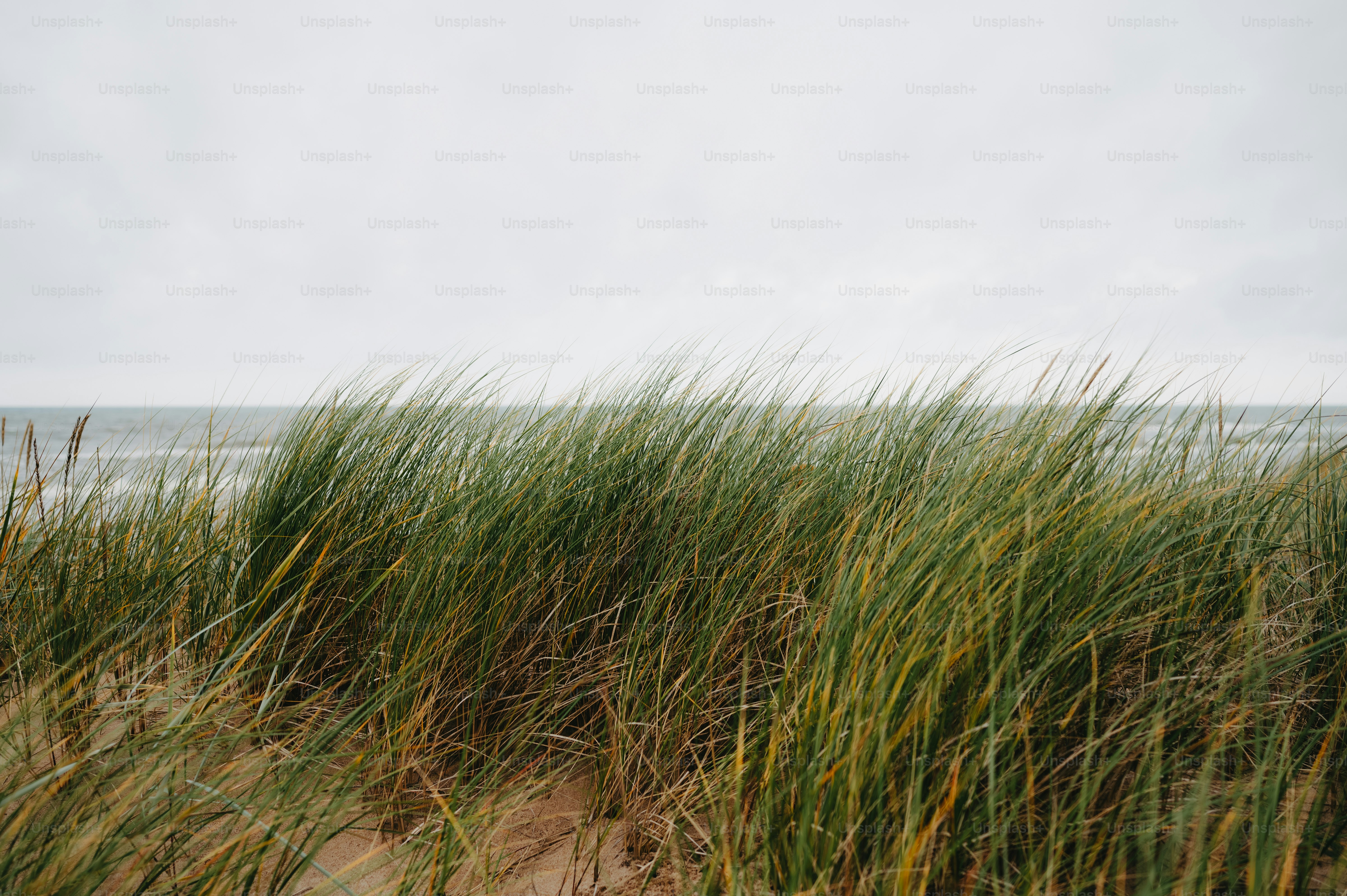 hohes Gras, das an einem Strand aus dem Sand wächst