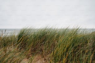 tall grass growing out of the sand on a beach