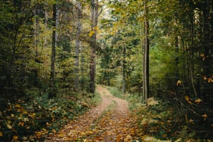 a dirt road in the middle of a forest